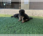 Small #17 German Shepherd Dog