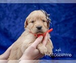 Small Photo #5 Golden Retriever Puppy For Sale in LIBERTY, KY, USA