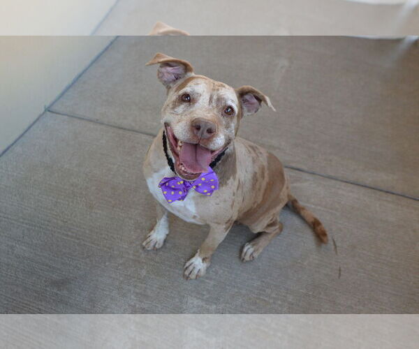 Medium Photo #2 American Pit Bull Terrier-Unknown Mix Puppy For Sale in McKinney, TX, USA