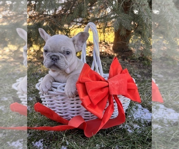 Medium Photo #4 French Bulldog Puppy For Sale in MIDDLEBURY, IN, USA