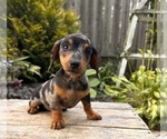 Small #1 Dachshund