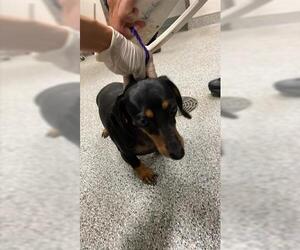 Dachshund Dogs for adoption in Houston, TX, USA