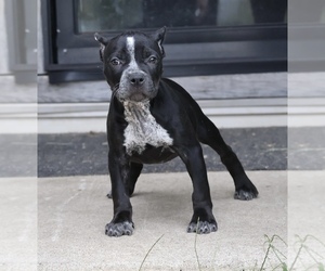 American Bully Puppy for sale in CHAMPAIGN, IL, USA
