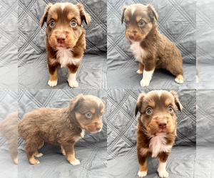 Miniature Australian Shepherd Puppy for sale in BROOKER, FL, USA