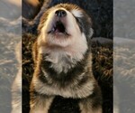 Small Photo #10 Alaskan Malamute Puppy For Sale in MIDWEST CITY, OK, USA