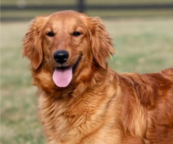 Medium Photo #1 English Cream Golden Retriever Puppy For Sale in ORLANDO, FL, USA