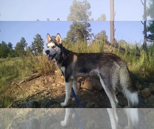 Medium Photo #6 Siberian Husky Puppy For Sale in Randleman , NM, USA