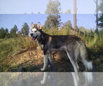 Small #5 Siberian Husky