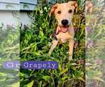 Small #3 Labrador Retriever Mix