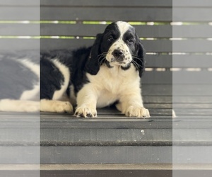 English Springer Spaniel Puppy for Sale in MILAN, Georgia USA