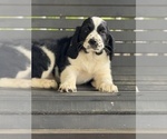 Small English Springer Spaniel