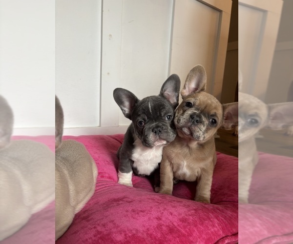 Medium Photo #2 French Bulldog Puppy For Sale in VIRGINIA BEACH, VA, USA