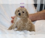 Small #2 Poodle (Toy)