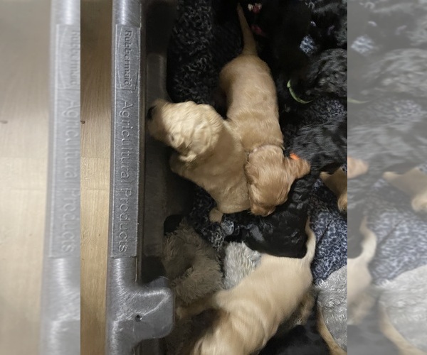 Medium Photo #2 Goldendoodle Puppy For Sale in WICHITA, KS, USA