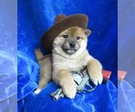 Small Photo #8 Shiba Inu Puppy For Sale in NORWOOD, MO, USA