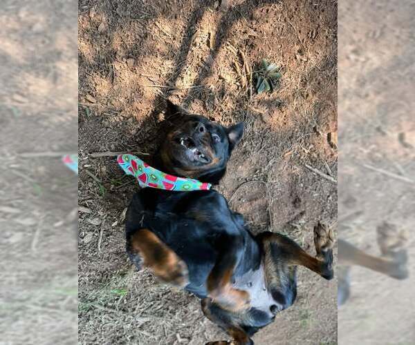 Medium Photo #1 Rottweiler Puppy For Sale in Hillsboro, NH, USA