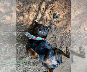 Rottweiler Dogs for adoption in Hillsboro, NH, USA
