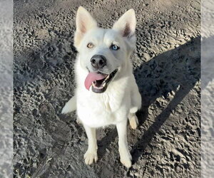 Siberian Husky-Unknown Mix Dogs for adoption in Riverside, CA, USA
