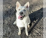Small Siberian Husky Mix