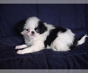 Japanese Chin Dog for Adoption in SALEM, Oregon USA