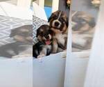 Small Photo #6 Australian Shepherd-Golden Shepherd Mix Puppy For Sale in HAYDEN, ID, USA