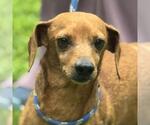 Small Dachshund Mix