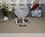 Small #5 Cavalier King Charles Spaniel