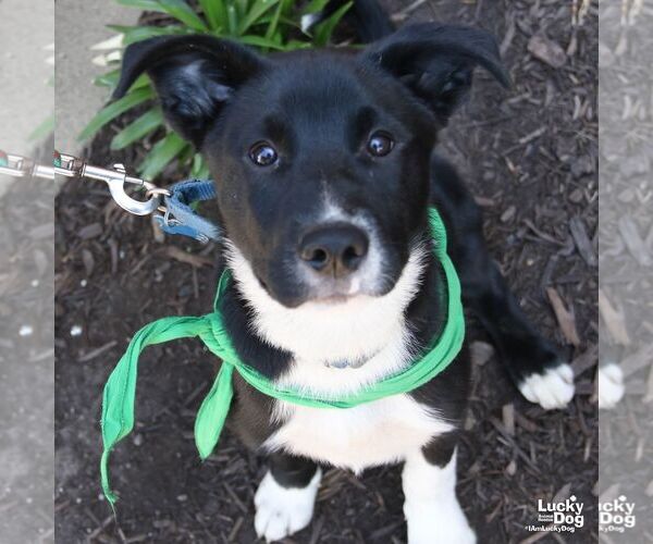 Medium Photo #6 Borador Puppy For Sale in Washington, DC, USA