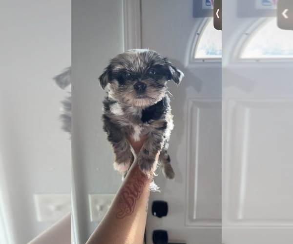 Medium Photo #1 Yorkshire Terrier Puppy For Sale in FEDERAL WAY, WA, USA
