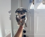 Small Yorkshire Terrier