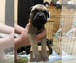 Small Photo #3 Bullmastiff Puppy For Sale in CHARLESTON, WV, USA