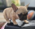 Puppy Puppy 2 French Bulldog