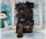 Small Photo #32 YorkiePoo Puppy For Sale in CHANUTE, KS, USA