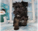 Small #31 YorkiePoo