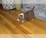 Small Photo #3 American Bully Puppy For Sale in IUKA, MS, USA