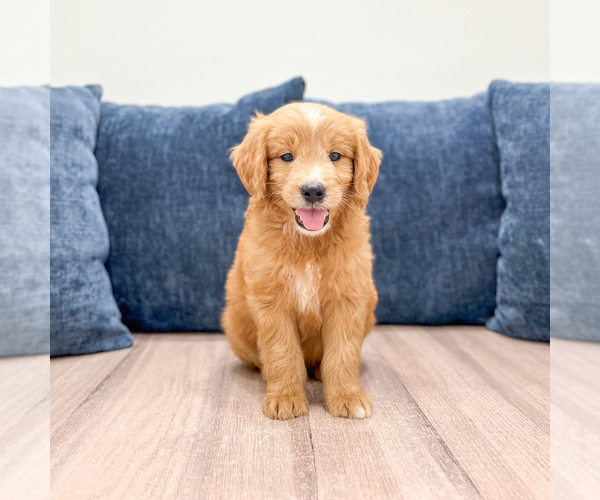 Medium Photo #2 Goldendoodle (Miniature) Puppy For Sale in MILLERSBURG, OH, USA