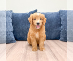 Small Photo #33 Goldendoodle (Miniature) Puppy For Sale in MILLERSBURG, OH, USA