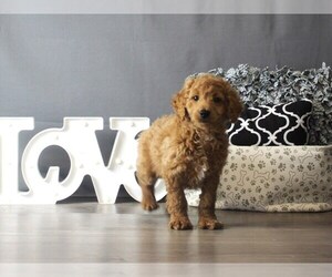 Goldendoodle (Miniature) Puppy for sale in COLUMBUS, OH, USA