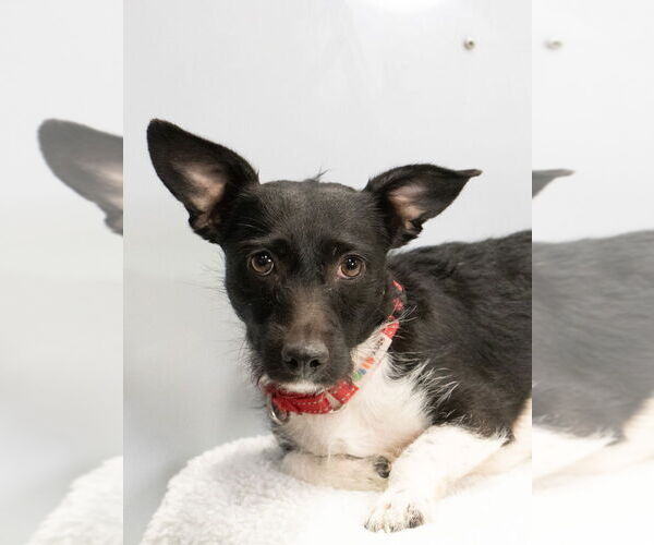 Medium Photo #4 Mutt Puppy For Sale in Studio City, CA, USA