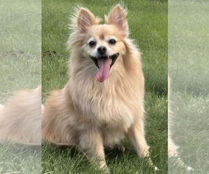 Pomeranian-Unknown Mix Dogs for adoption in Farmington, MN, USA