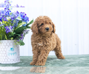 Poodle (Miniature) Puppy for sale in NEW CONCORD, OH, USA