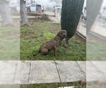 Small Presa Canario