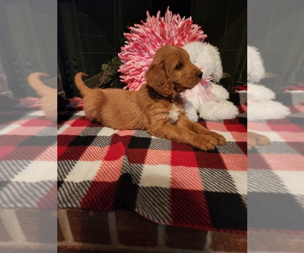Medium Photo #8 Goldendoodle Puppy For Sale in FLOWER MOUND, TX, USA