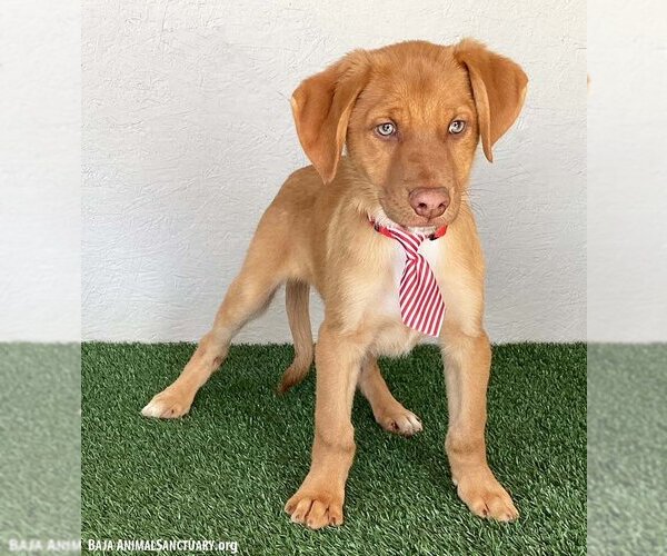 Medium Photo #3 Shepradors Puppy For Sale in San Diego, CA, USA