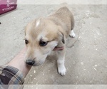 Puppy 8 Anatolian Shepherd-Great Pyrenees Mix