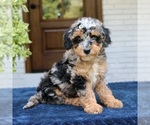 Small #2 Bernedoodle (Miniature)
