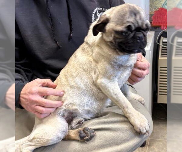 Medium Photo #4 Pug Puppy For Sale in Rustburg, VA, USA