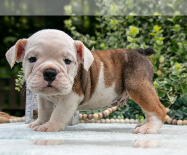 Medium Photo #15 English Bulldog Puppy For Sale in GORDONVILLE, PA, USA