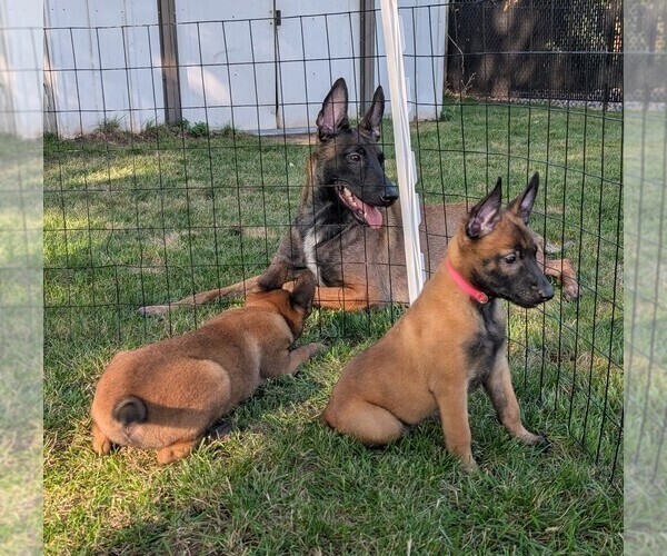 Medium Photo #15 Belgian Malinois Puppy For Sale in OSHKOSH, WI, USA