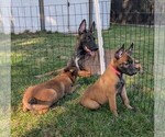 Small #14 Belgian Malinois